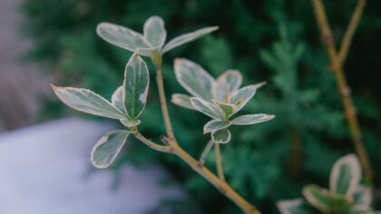 How to fix curling leaves: practical tips to diagnose and repair stressed plants
