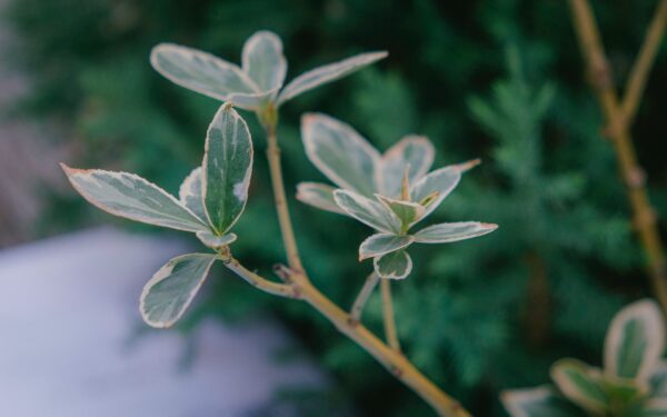 How to fix curling leaves: practical tips to diagnose and repair stressed plants