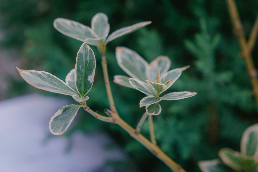 Curled leaves close