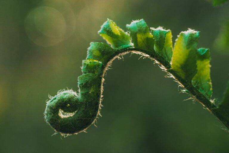 Curled leaves close