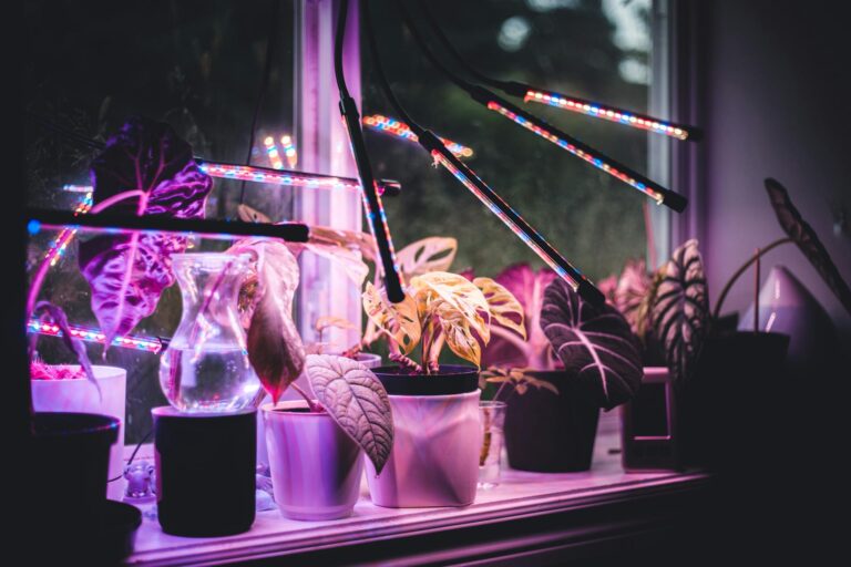 Grow light above