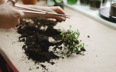 How to fix leggy indoor plants and grow compact, stronger stems