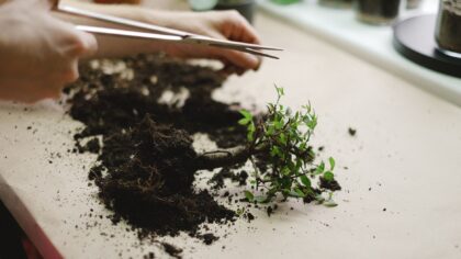 How to fix leggy indoor plants and grow compact, stronger stems