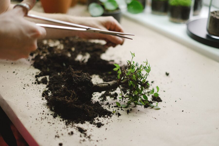 Leggy potted plant