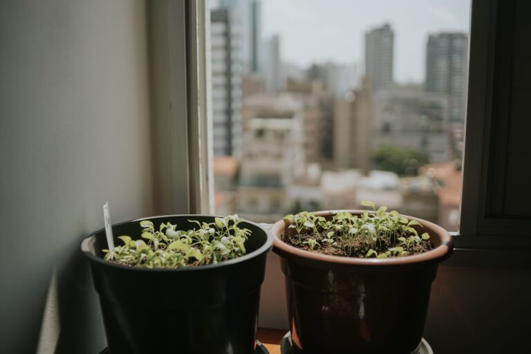 Indoor potted plant