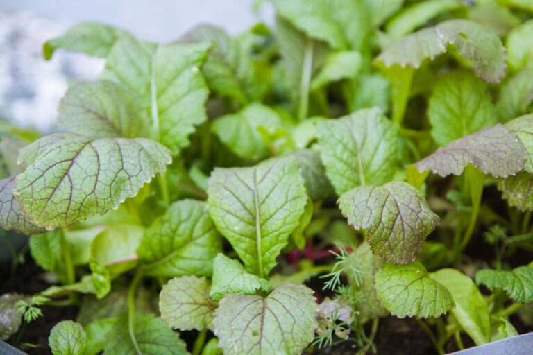 Vegetable bed close