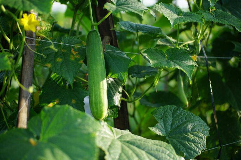 Cucumber plant trellis