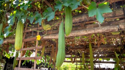 How to grow cucumbers at home for crisp, refreshing summer pickings