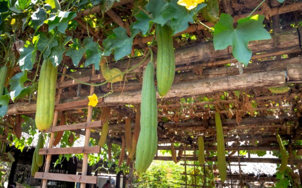 How to grow cucumbers at home for crisp, refreshing summer pickings