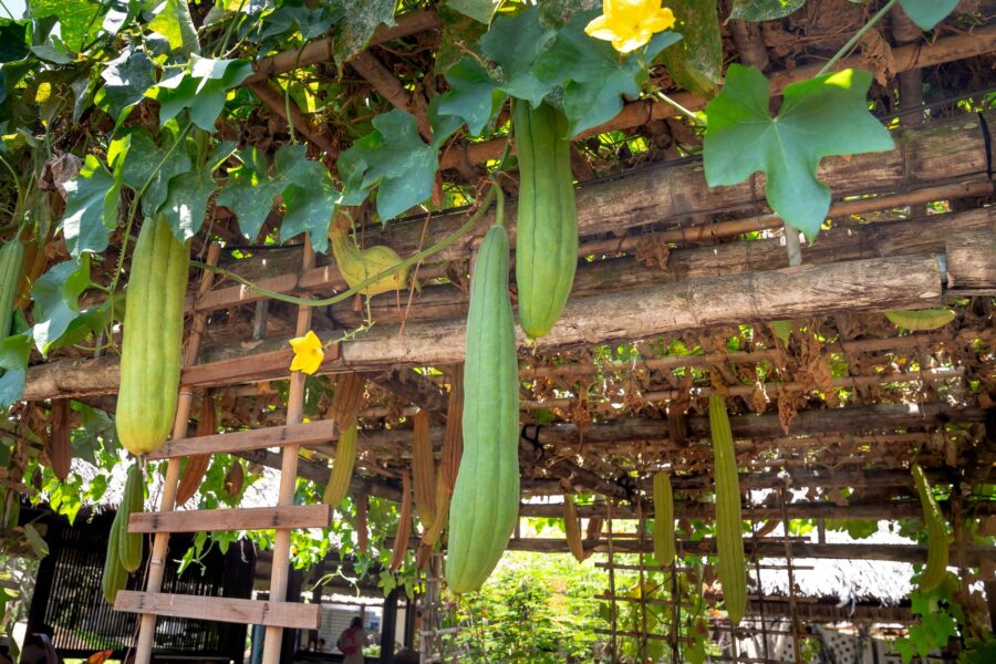 Cucumber plant trellis
