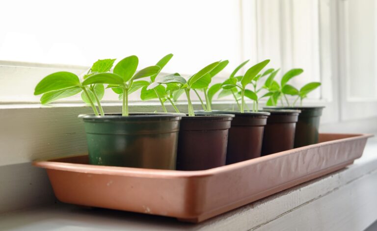 Cucumber seedlings raised