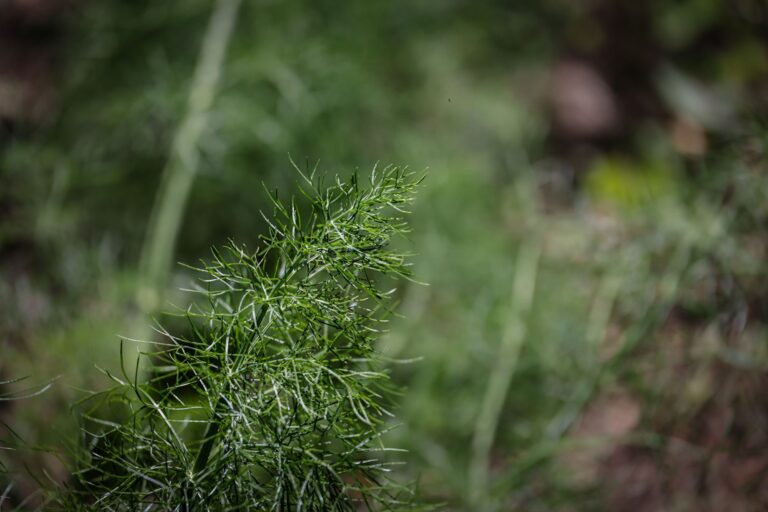 Dill plant close