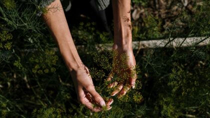 How to grow dill from seed to kitchen in small spaces and open soil