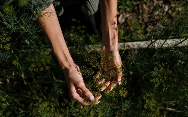 How to grow dill from seed to kitchen in small spaces and open soil