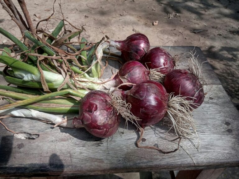 Garlic bulbs drying