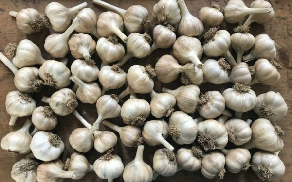 How to grow garlic at home from a single clove to a full head