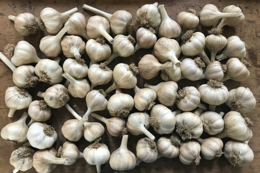 Garlic bulbs drying