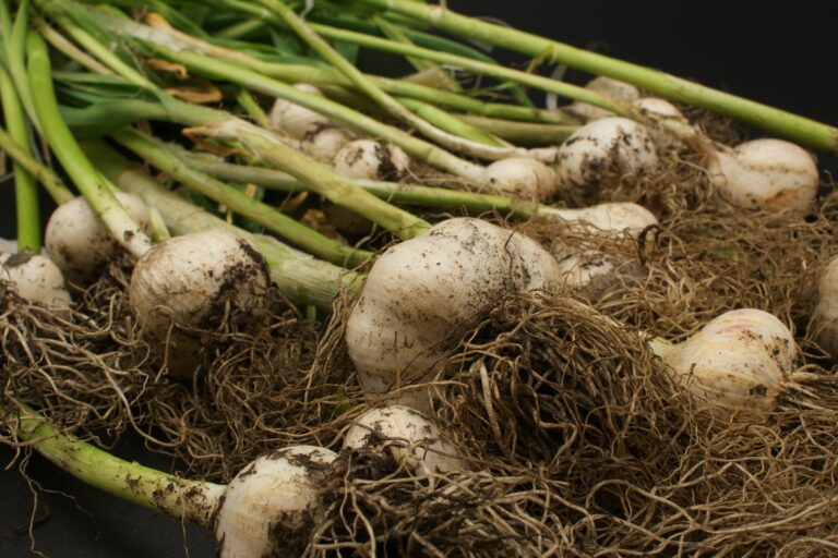 Garlic cloves planted