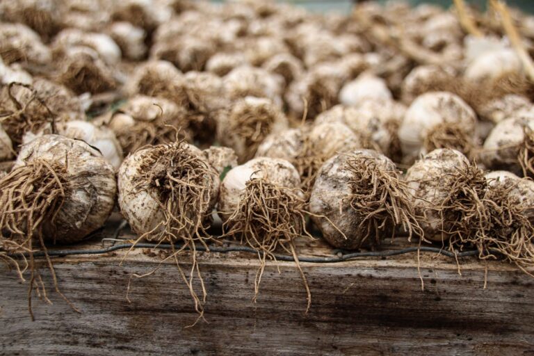 Garlic bulbs garden