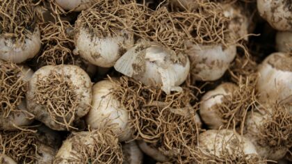 How to grow garlic at home from cloves to bulb harvest
