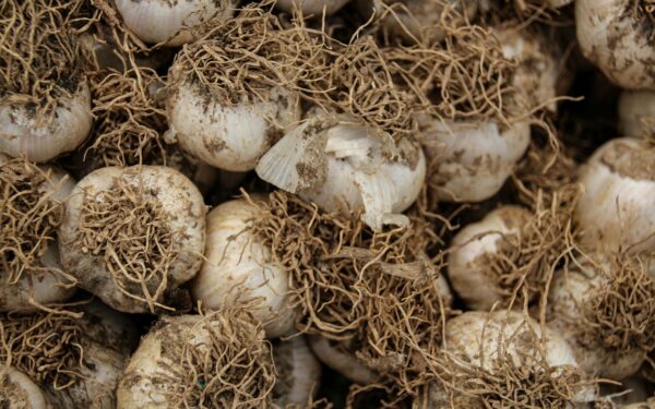 How to grow garlic at home from cloves to bulb harvest