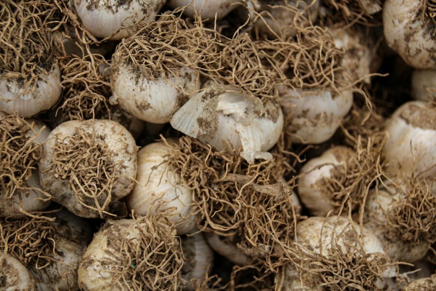 Garlic bulbs garden