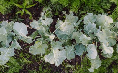 How to grow kale at home for reliable greens almost all year
