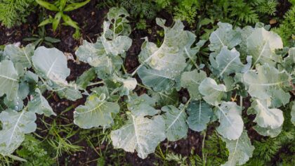 How to grow kale at home for reliable greens almost all year