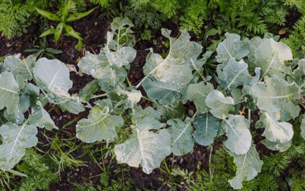 How to grow kale at home for reliable greens almost all year
