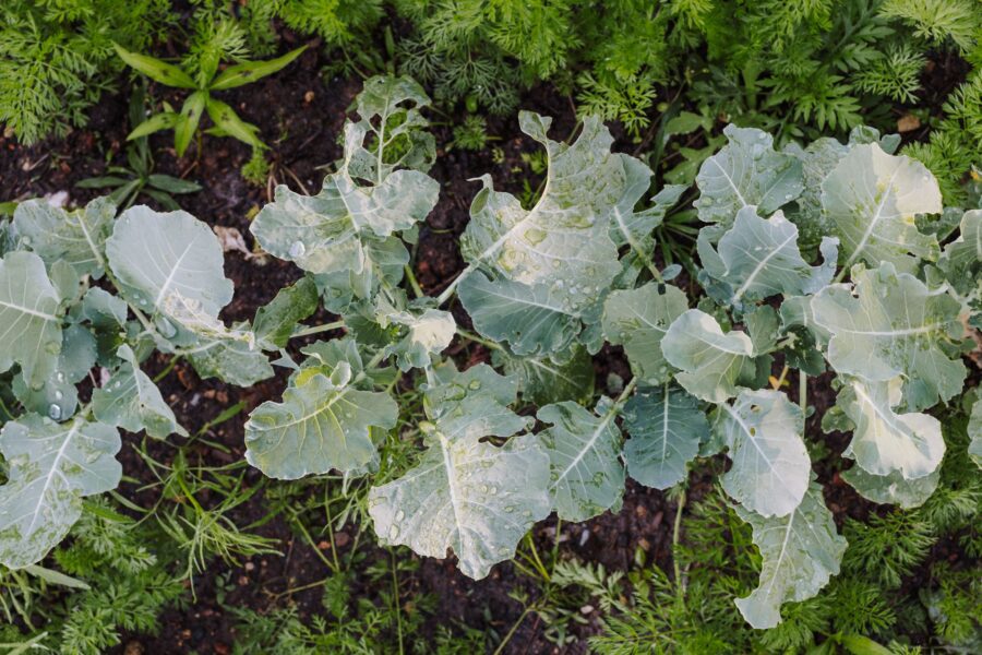 Kale leaves vegetable