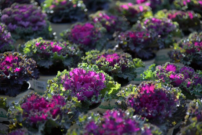 Kale plants container