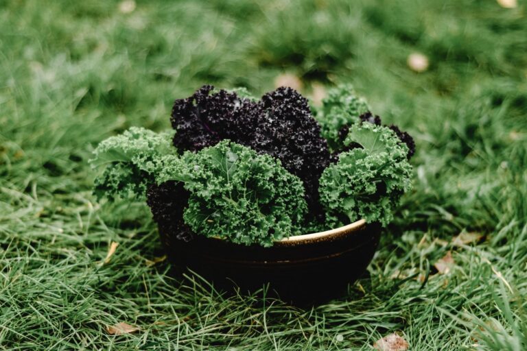 Kale leaves vegetable