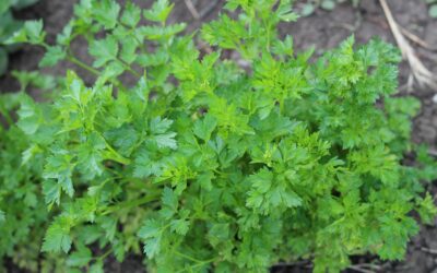How to grow parsley at home for a steady supply of fresh greens