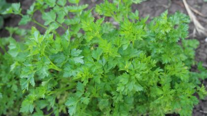 How to grow parsley at home for a steady supply of fresh greens