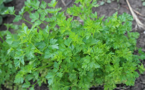 How to grow parsley at home for a steady supply of fresh greens
