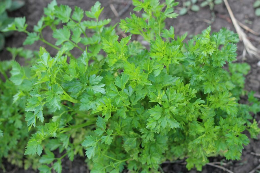 Parsley plant garden