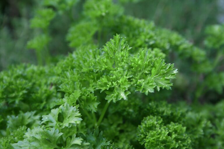 Parsley plant garden