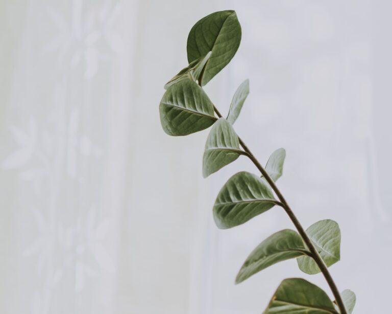 Mealybugs houseplant stem
