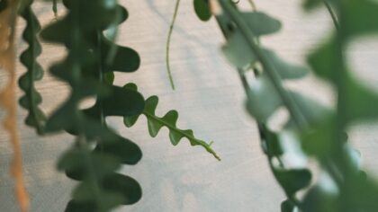 How to handle mealybugs without harsh chemicals and stop them returning