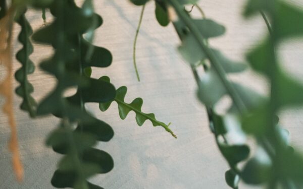 How to handle mealybugs without harsh chemicals and stop them returning