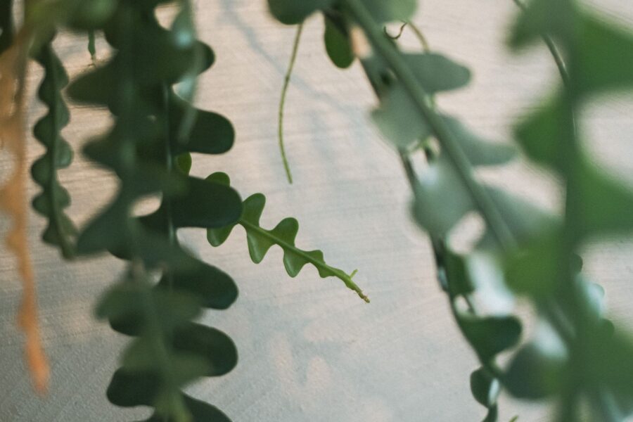 Mealybugs houseplant stem