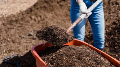 How to improve soil health in pots and garden beds for stronger growth