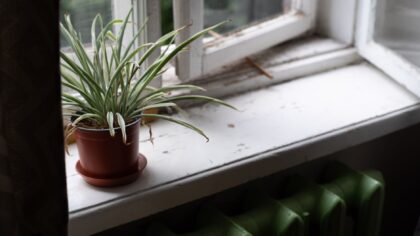 How to keep indoor plants comfortable in winter without overheating your home