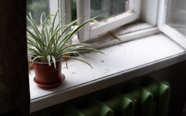 How to keep indoor plants comfortable in winter without overheating your home