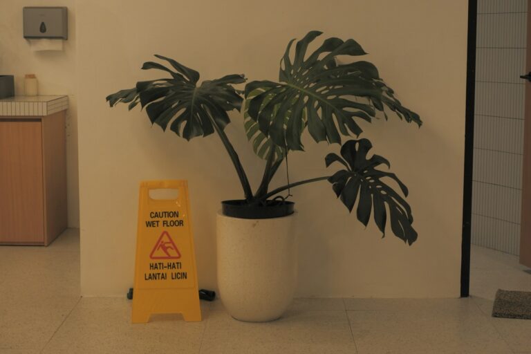 Potted plants near