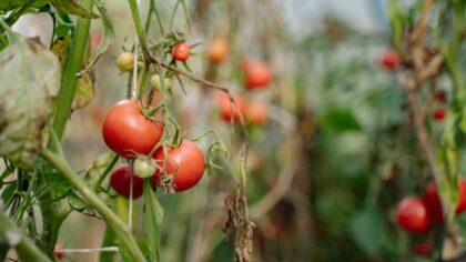 How to prevent fruit splitting in home orchards and containers