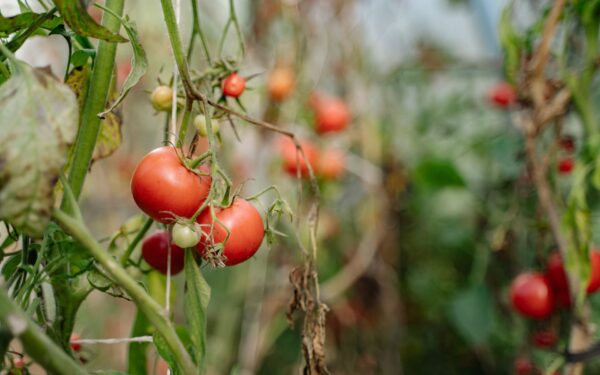 How to prevent fruit splitting in home orchards and containers
