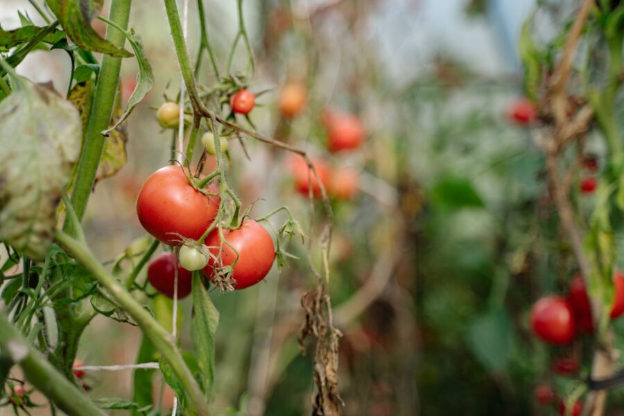 Ripe tomatoes plant
