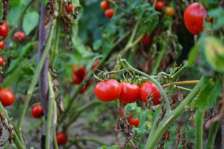 Ripe tomatoes plant