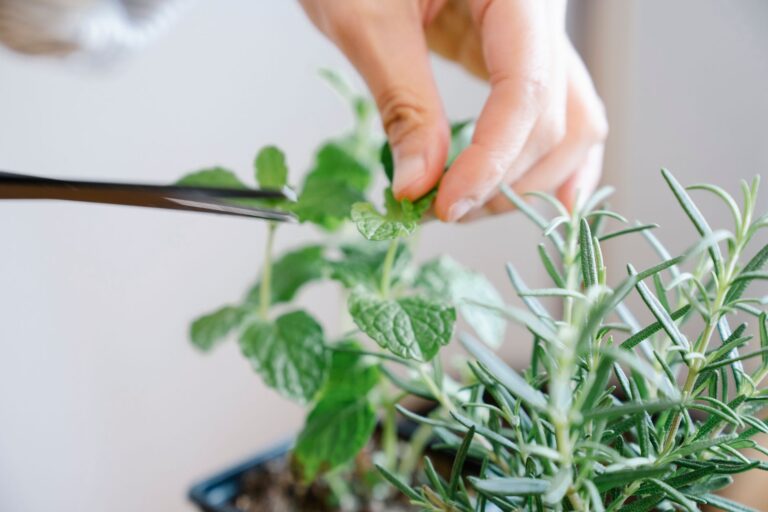 Basil herb pruning